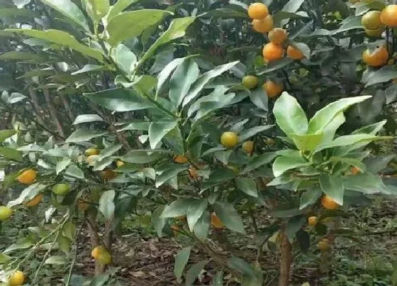 果实成熟|金桔成熟的季节是几月