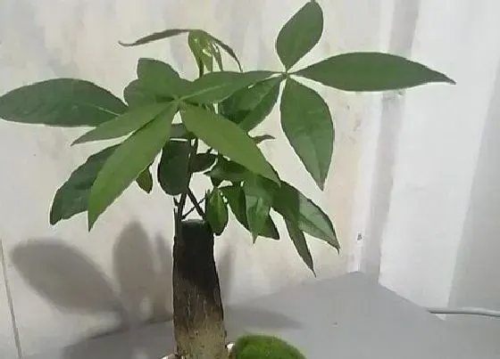 植物排行|大型盆栽植物有哪些