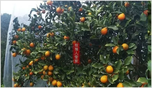 脆蜜金柑几年结果,什么时候成熟 | 种植技术