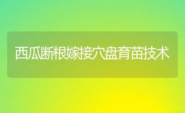 西瓜断根嫁接穴盘育苗技术 | 瓜果种植
