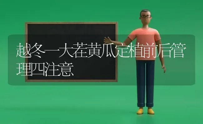 越冬一大茬黄瓜定植前后管理四注意 | 蔬菜种植