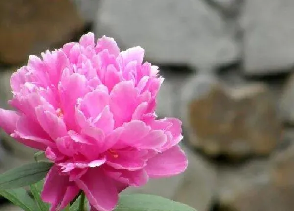 植物移栽|芍药移栽时间和方法 几月份移栽芍药苗最好