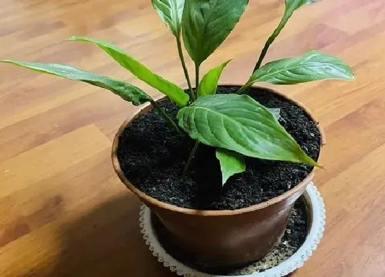 种植土壤|种植土怎么配 种植土壤怎么配比合适
