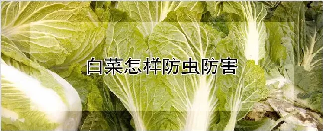 白菜怎样防虫防害 | 农业技术