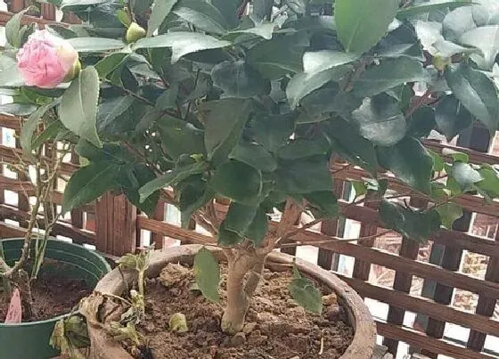 种植土壤|山茶花适合什么土壤种植