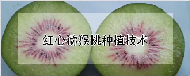 红心猕猴桃种植技术 | 自然知识