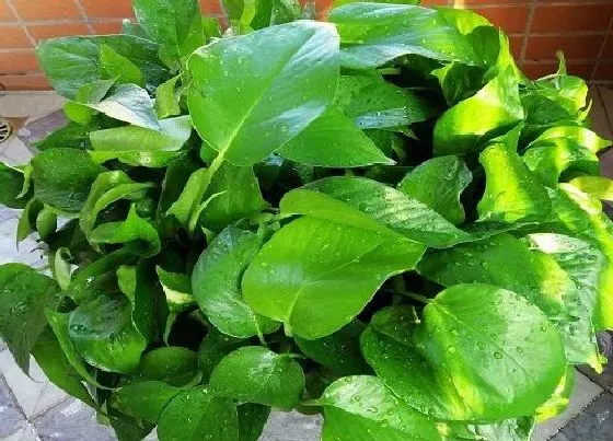 植物排行|防甲醛的植物有哪些