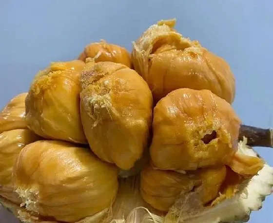 种植百科|菠萝蜜种植技术与管理方法 高产栽培技术