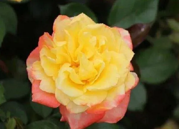 养殖科普|香云月季的优缺点