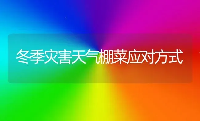 冬季灾害天气棚菜应对方式 | 蔬菜种植