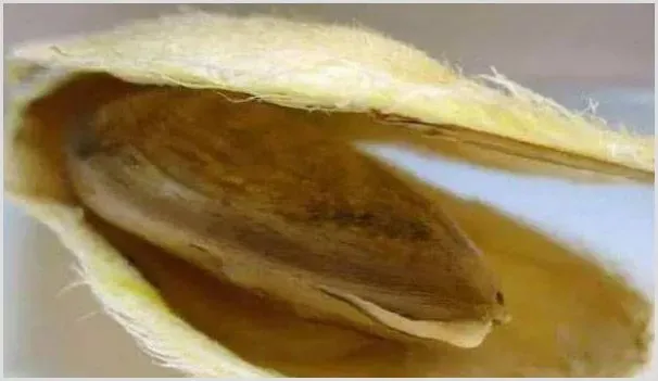 盆栽芒果的种植步骤及养护要点 | 养殖技术