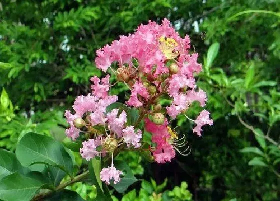 植物种类|千屈菜是水生植物吗