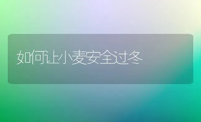 如何让小麦安全过冬 | 粮油作物种植