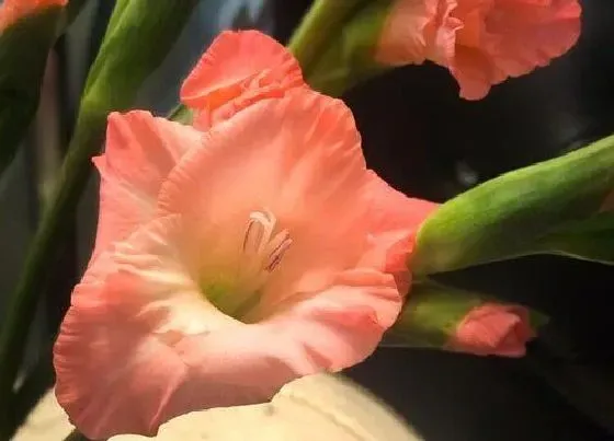 植物百科|剑兰花是多年生吗