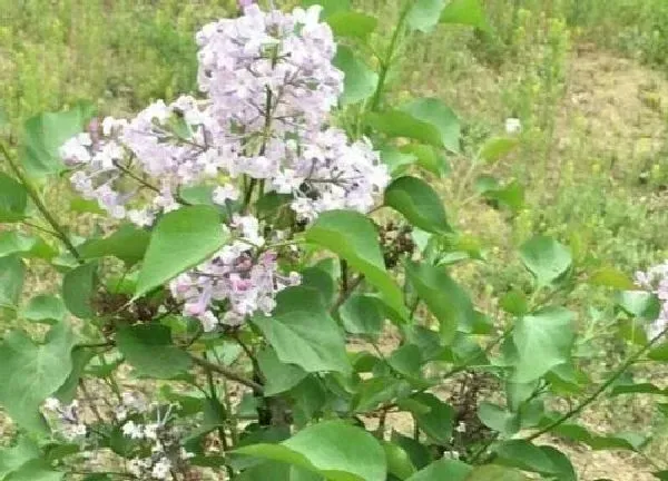 养殖科普|丁香花喜阴还是喜阳光的植物