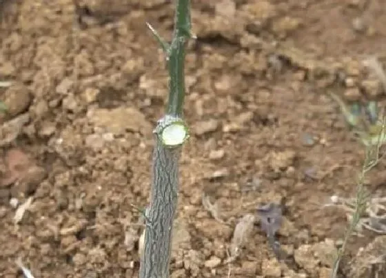 植物嫁接|橘子树什么时候嫁接成活率高