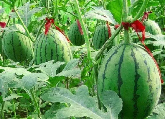 种植方法|西瓜的最佳种植时间，季节） 什么时候种植最好