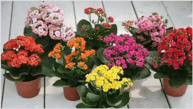 秋冬季节适合养什么花 | 种植技术