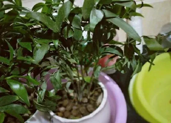 植物种类|竹柏是乔木还是灌木植物