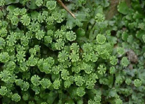 植物种类|地钱是蕨类植物吗