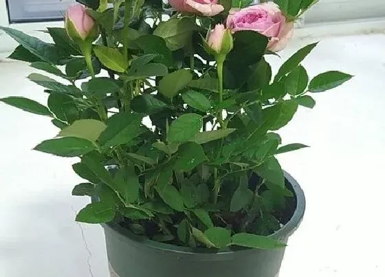 植物种类|玫瑰是单子叶植物吗