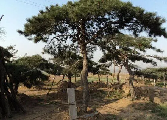 生长环境|油松的生长环境及生长地方条件