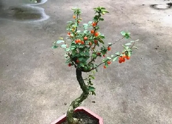 植物移栽|枸杞多久服盆