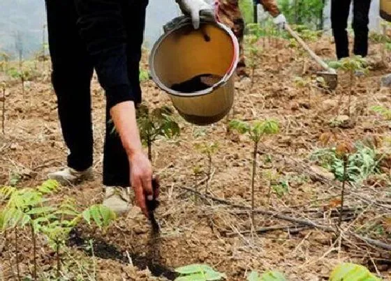 植物施肥|香椿树施什么肥好