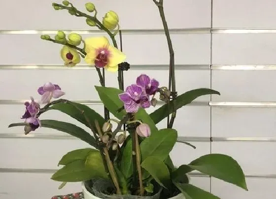 植物寓意|蝴蝶兰的寓意和象征风水