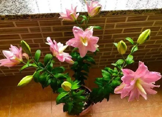 不开花|百合为什么不开花