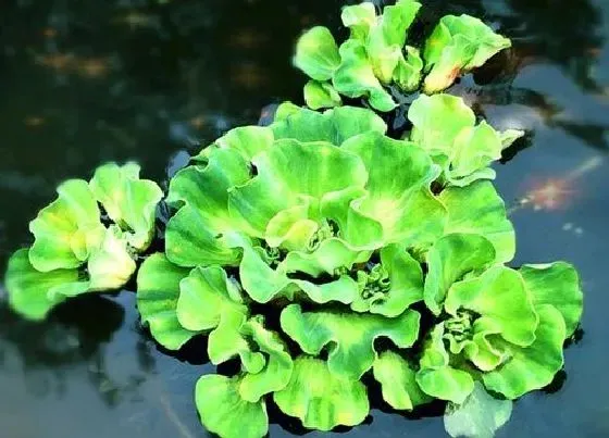 植物毒性|水浮莲有毒吗 可以放在室内养吗