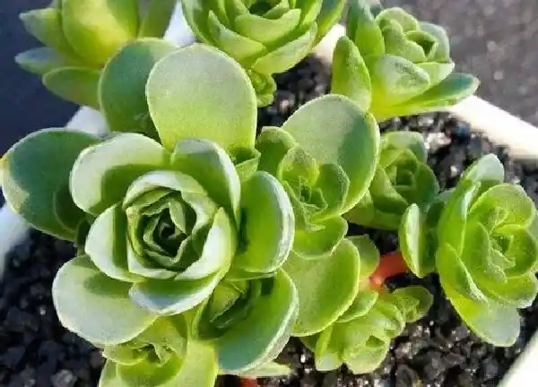 植物移栽|山地玫瑰多久服盆