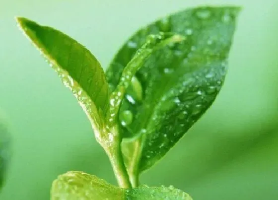 植物排行|最好的绿茶品种排名  哪个品种最好