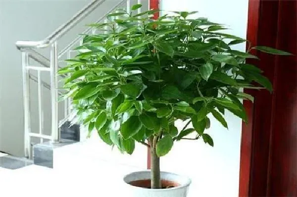 植物浇水|平安树浇水的正确方法 浇水注意事项