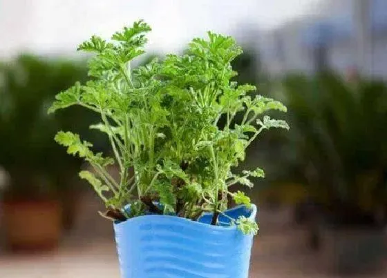 植物施肥|驱蚊草用什么肥料最好