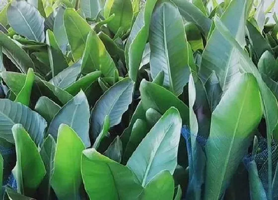 花期|鹤望兰的花期是什么时候