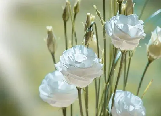 花语|不同颜色桔梗花语