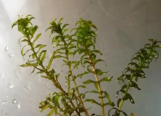 植物百科|黑藻是什么植物