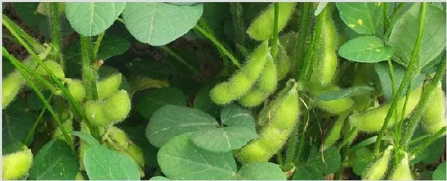 家里毛豆怎么种 | 种植资料