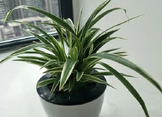 植物排行|防甲醛的植物有哪些