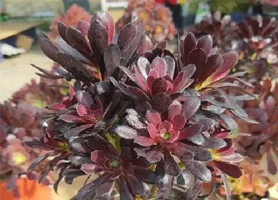 种植土壤|法师配土方法与种植土壤