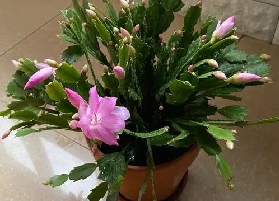 烂根|为什么蟹爪兰的根会烂掉（不要怕掌握这几招预防烂根）