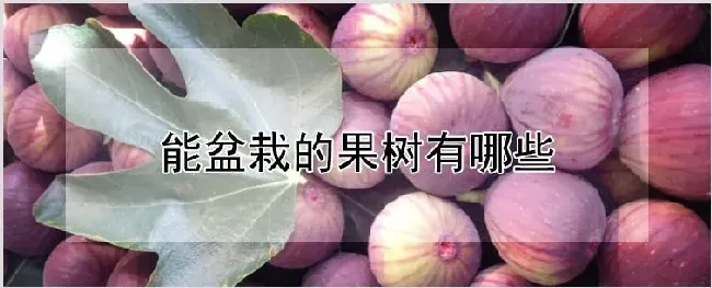 能盆栽的果树有哪些 | 农业科普