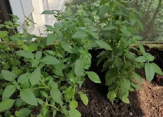 种植管理|芥菜种植间距是多少
