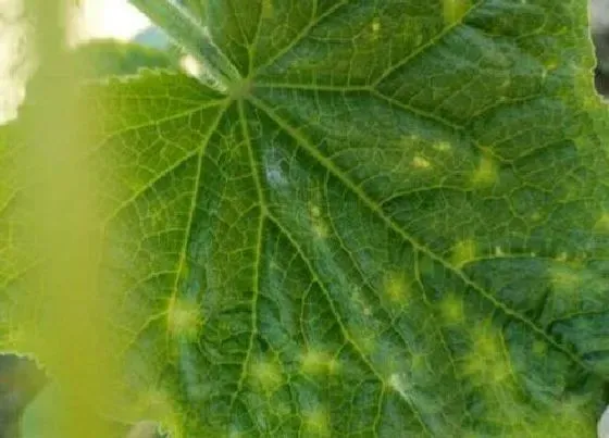 植物病害|黄瓜花叶病症状及防治方法