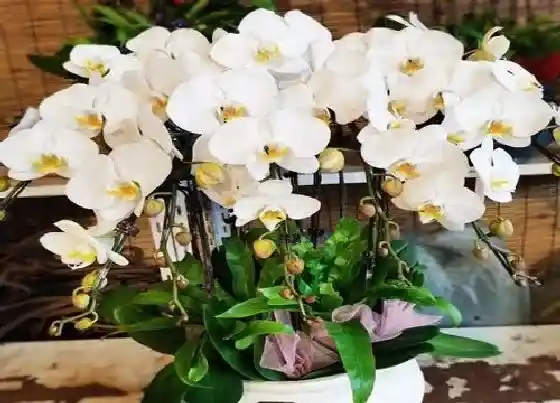 植物寓意|蝴蝶兰的风水寓意和摆放位置