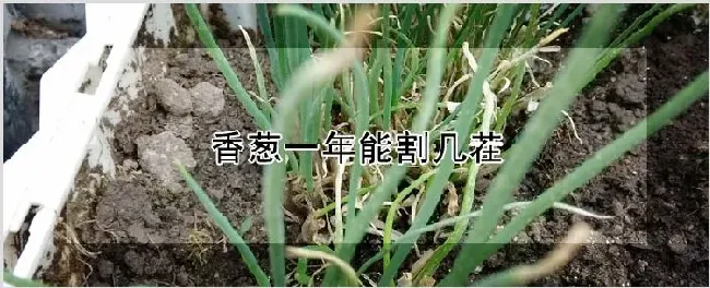 香葱一年能割几茬 | 种植资料