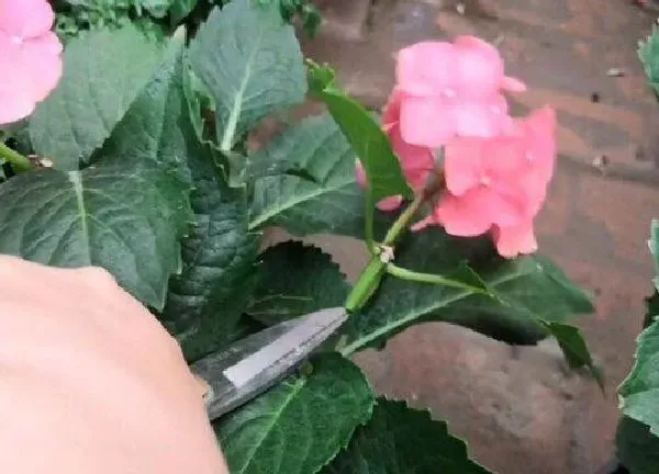 植物扦插|八仙花扦插时间和方法