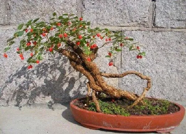 植物移栽|枸杞多久服盆