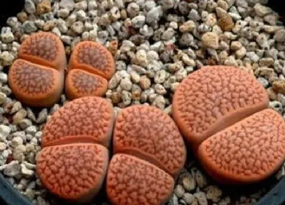种植管理|生石花生长速度快慢 一年能长多少